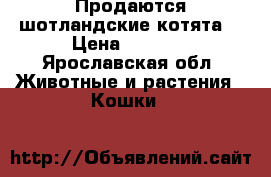 Продаются шотландские котята  › Цена ­ 3 000 - Ярославская обл. Животные и растения » Кошки   